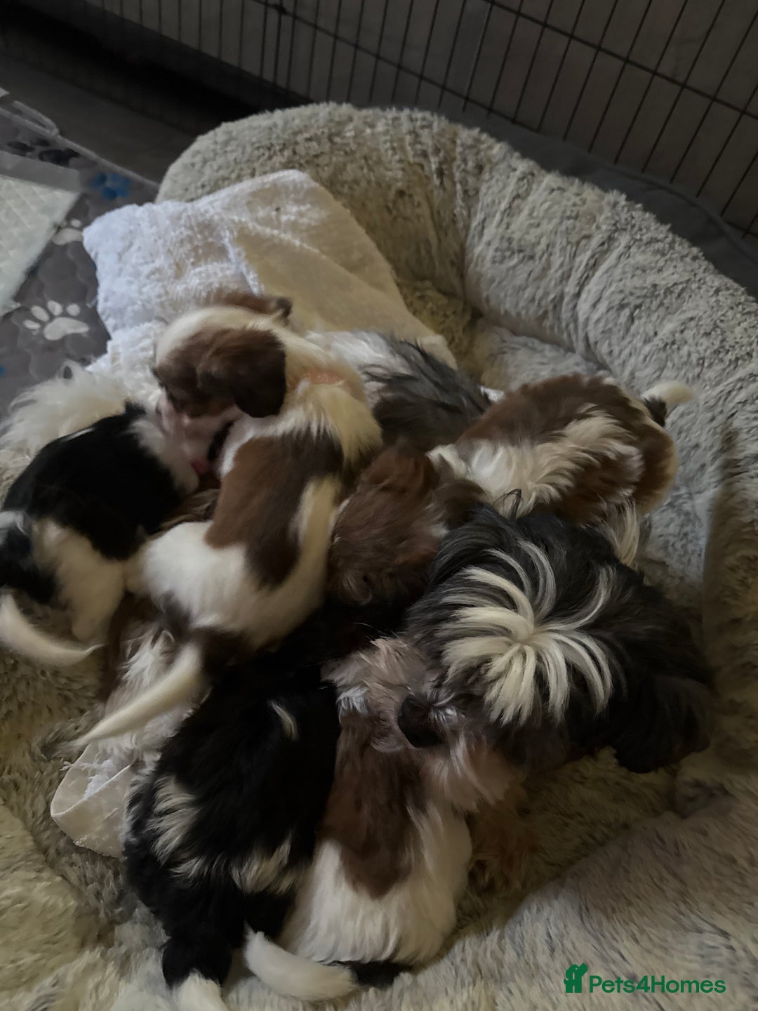 Cava Tzu dogs for sale: 6 cava tzu puppies - Advert 7