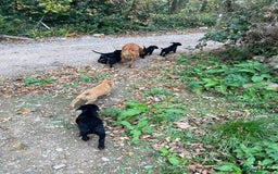 Labrador Retriever dogs for sale: Gorgeous Working Labrador Pups AVAILABLE NOW! - Image 11