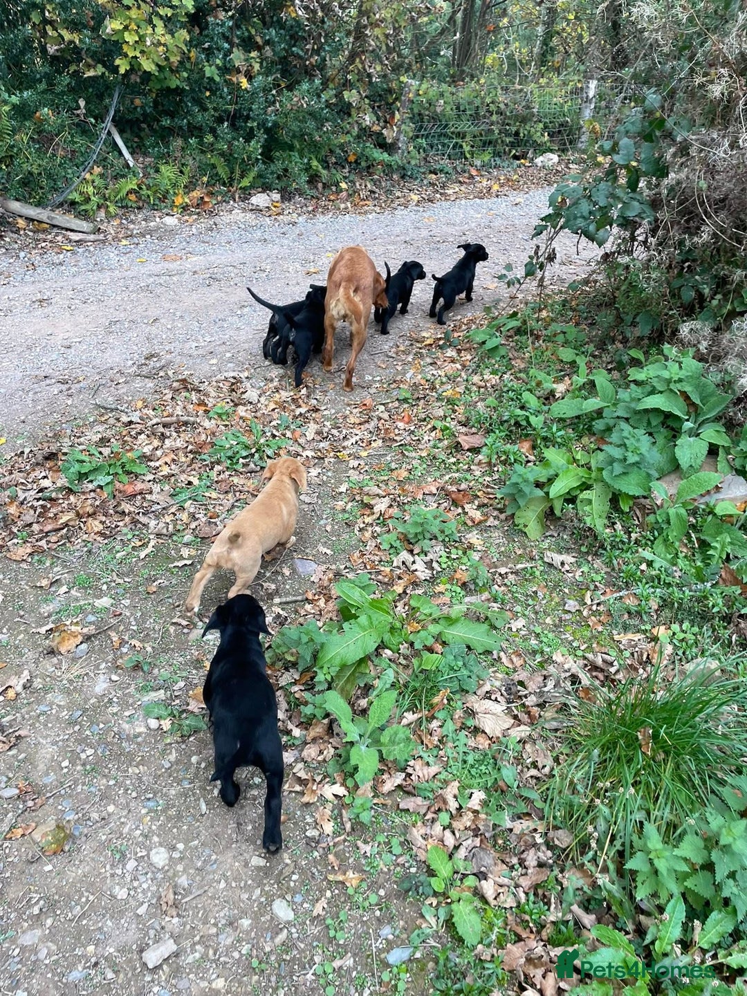 Labrador Retriever dogs for sale: Gorgeous Working Labrador Pups AVAILABLE NOW! - Image 11