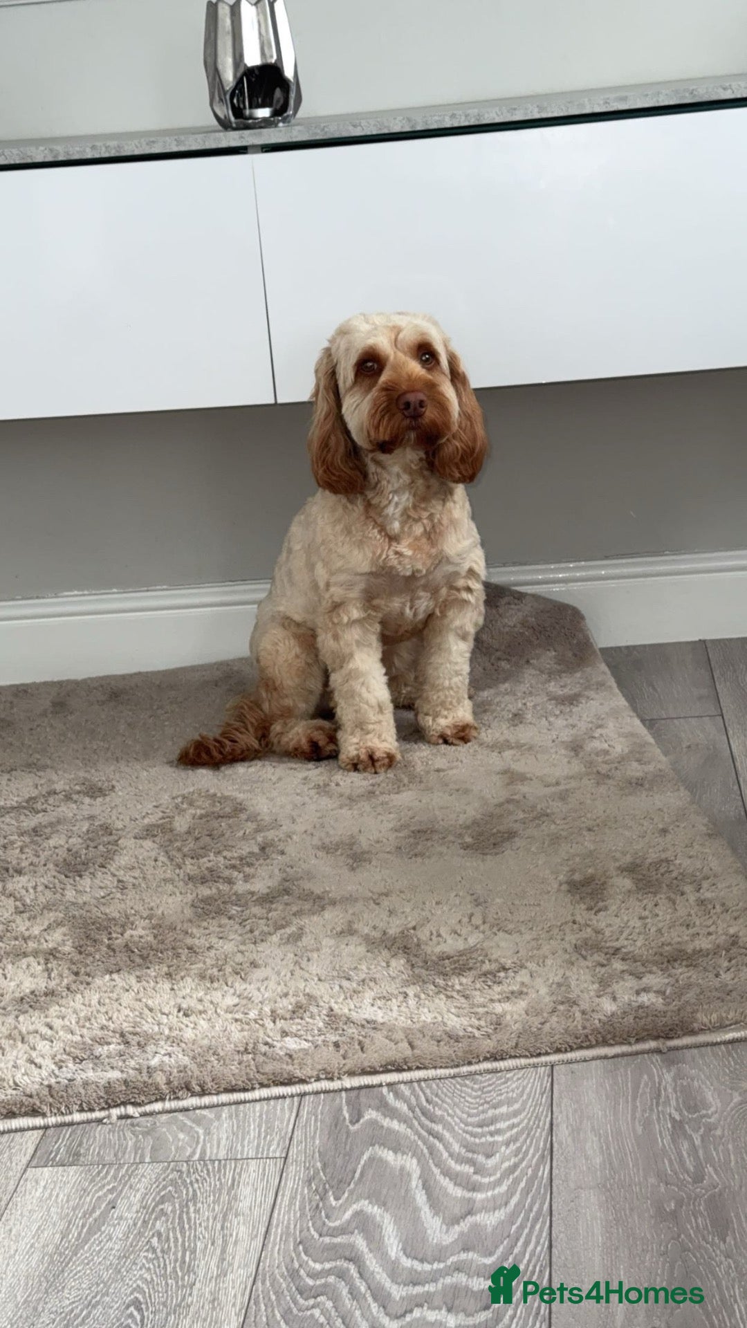 Cockapoo dogs F1B miniature cockapoos - Advert 1