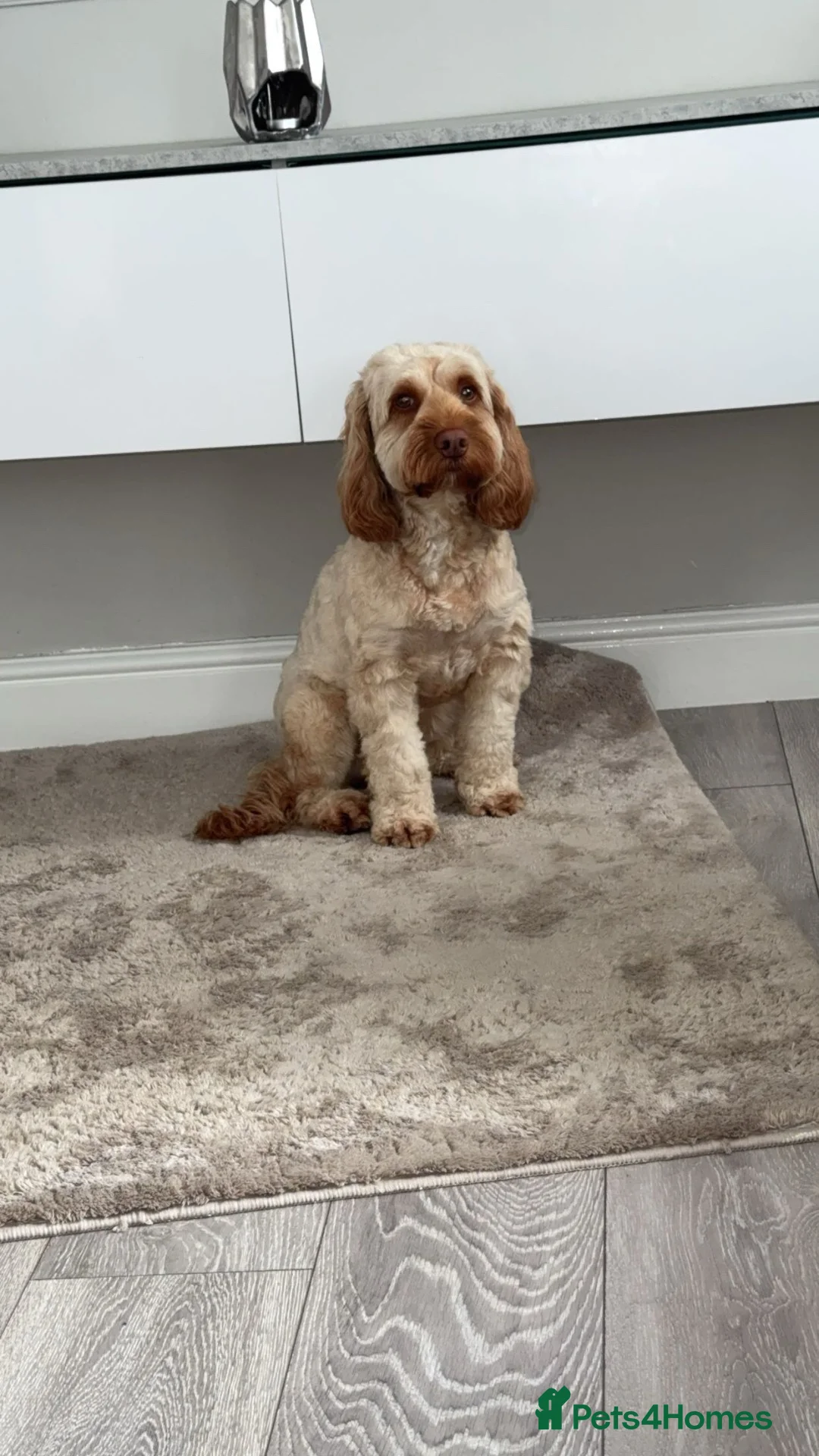 Cockapoo dogs for sale: F1B miniature cockapoos in Peterlee - Advert 1
