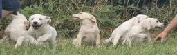 Labrador Retriever dogs for sale: Labrador puppies in Craigavon - Advert 7
