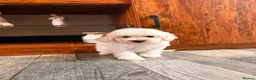 Maltipoo dogs for sale: F1B fully vaccinated maltipoo puppies - Advert 8