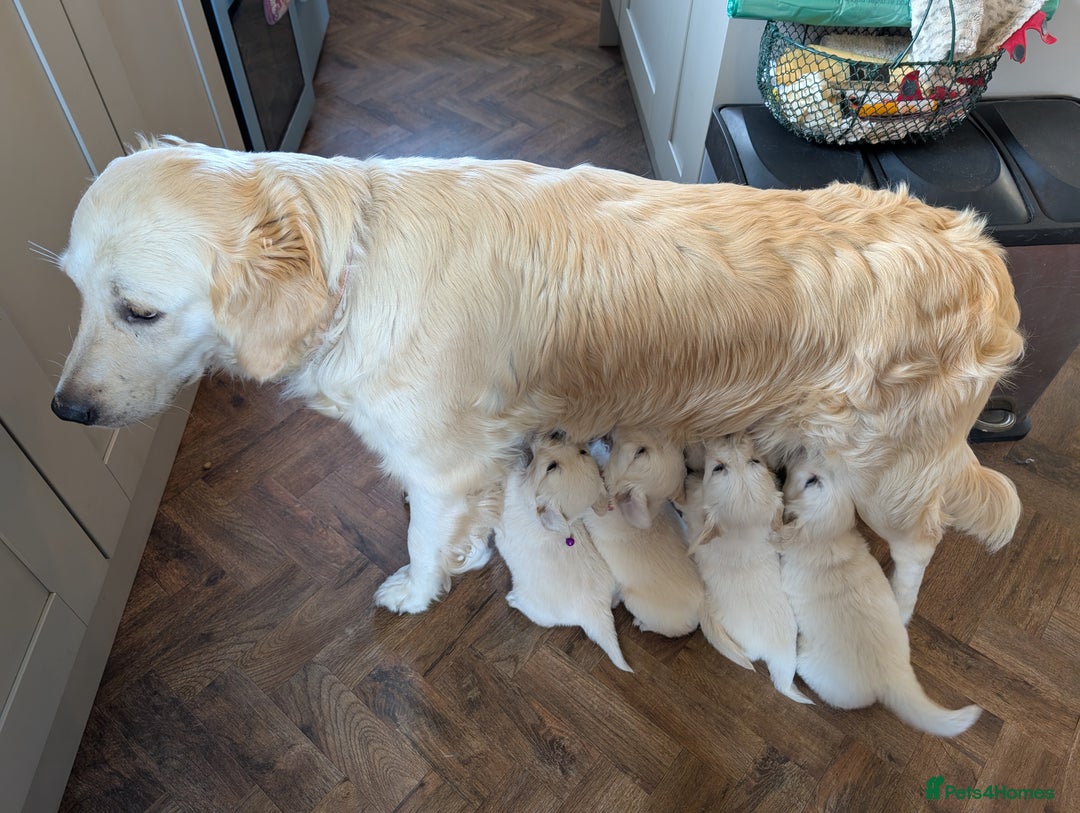 Golden Retriever dogs for sale: ❤️ Superb Litter of Golden Retriever Puppies ❤️ - Image 40