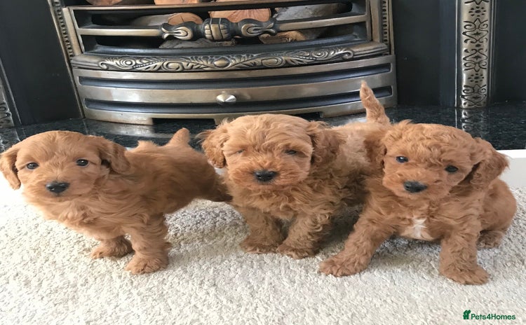 Cockapoo dogs - Advert 6