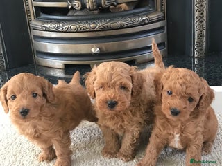 Cockapoo dogs - Advert 26