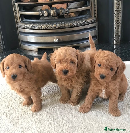 Cockapoo dogs - Advert 14