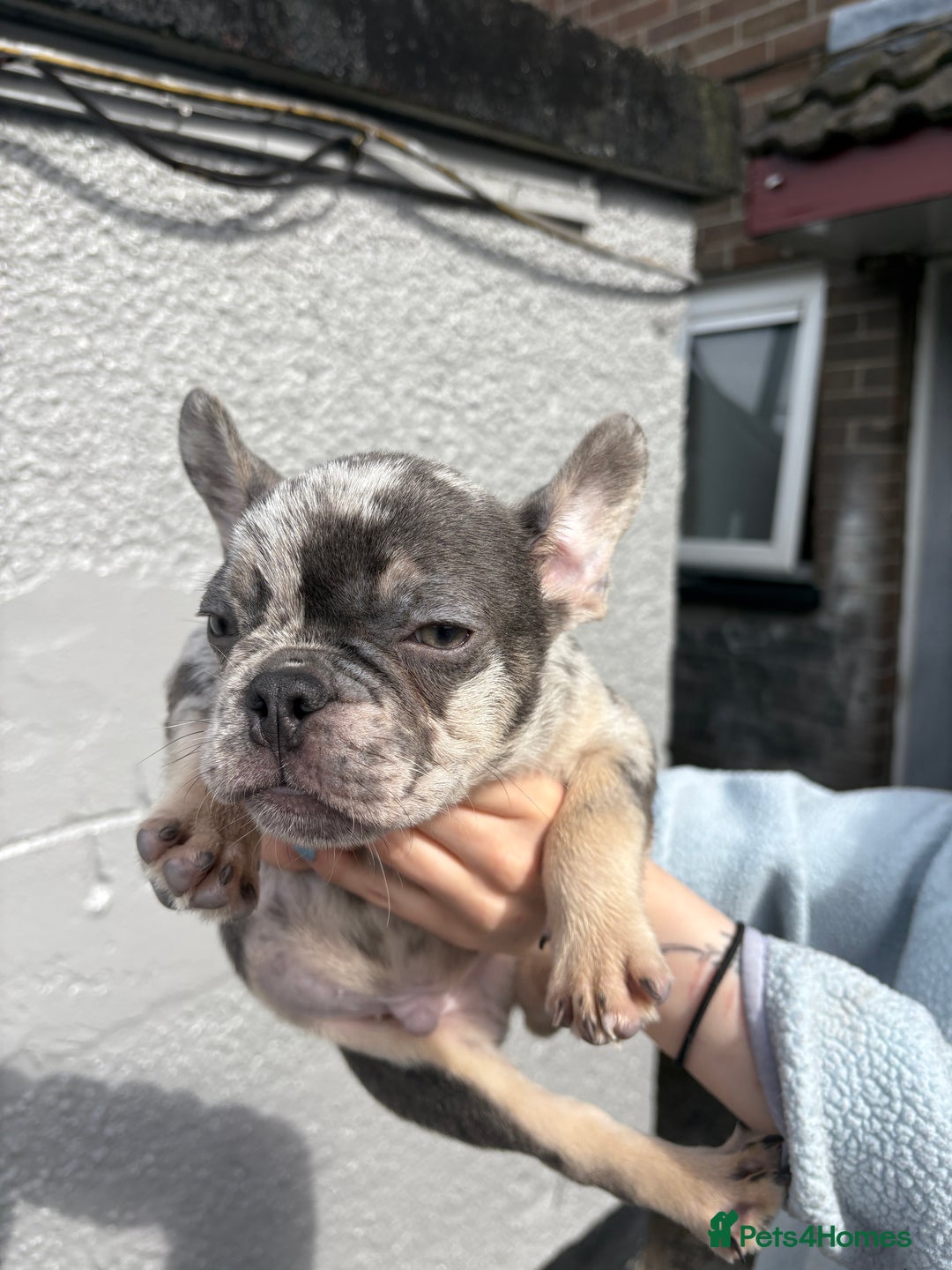 French Bulldog dogs for sale: Blue Merle Frenchie - Image 9