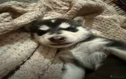 Utonagan dogs for sale: Siberian husky x alusky (malamute x husky) - Image 11