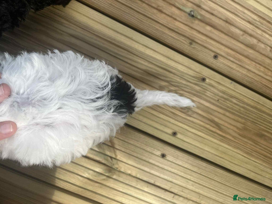 Mixed Breed dogs for sale: Stunning jackapoo x cocapoo puppies - Image 4