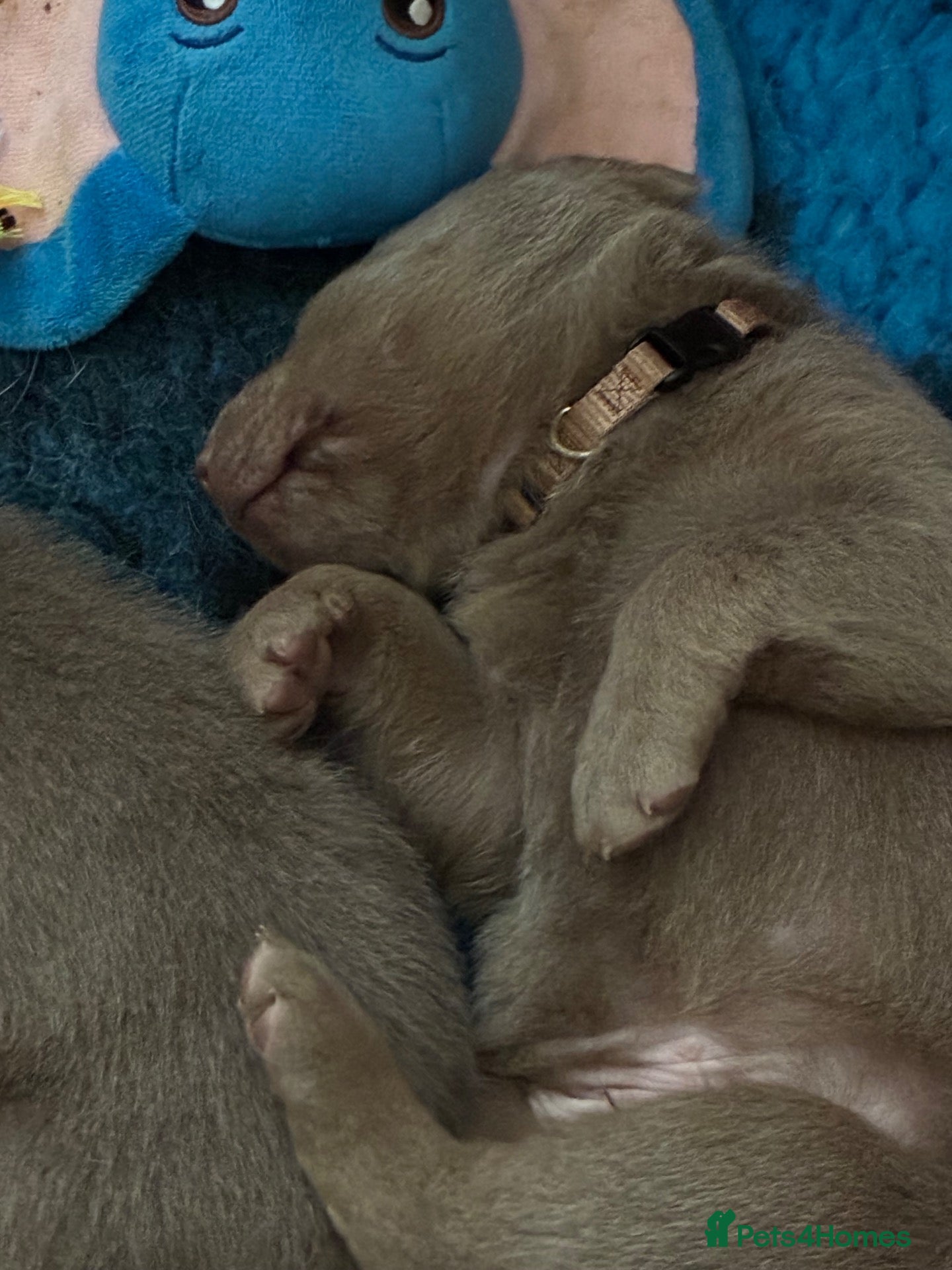 Labrador Retriever dogs for sale: Dna clear kc silver labrador pups  - Advert 17