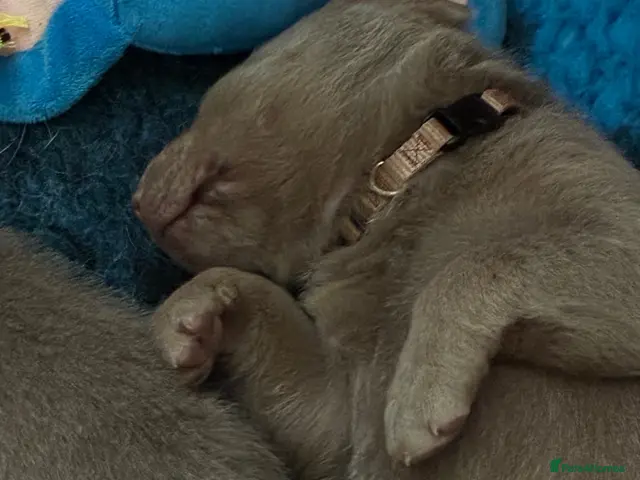 Labrador Retriever dogs for sale: Dna clear kc silver labrador pups - Advert 17