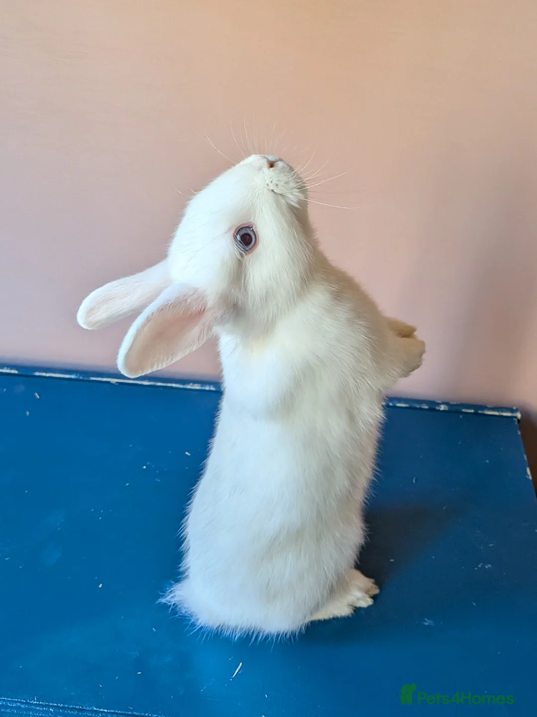 Mixed Breed rabbits for sale: 2 baby bunnies for sale in Huntingdon - Advert 4