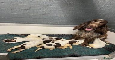 Cocker Spaniel dogs - Advert 11