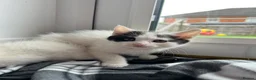 Mixed Breed cats for sale: Kittens  - Advert 5