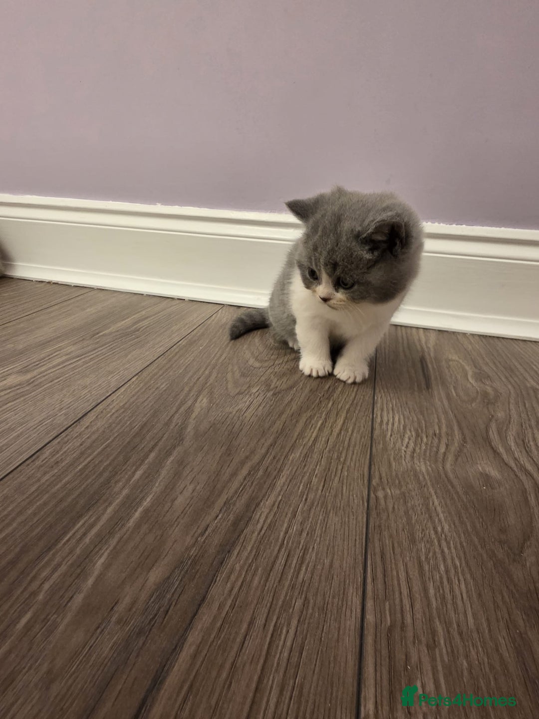 British Shorthair cats for sale: British shorthair - Advert 7