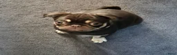 Pug dogs for sale: 5* Council license Breeder of 5 stunning pups. - Advert 10