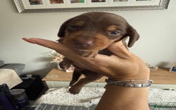 Dachshund dogs for sale: Beautiful litter of dachshund puppy’s  - Image 8
