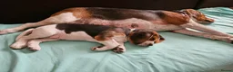 Beagle dogs for sale: Beagle puppies for sale  - Advert 2