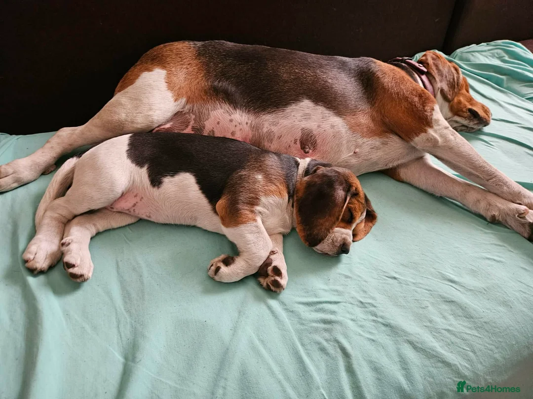 Beagle dogs for sale: Beagle puppies for sale  - Advert 2