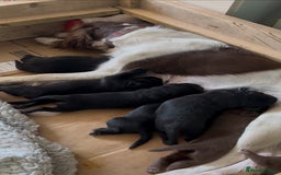 Springador dogs for sale: Beautiful springador puppies - Image 5