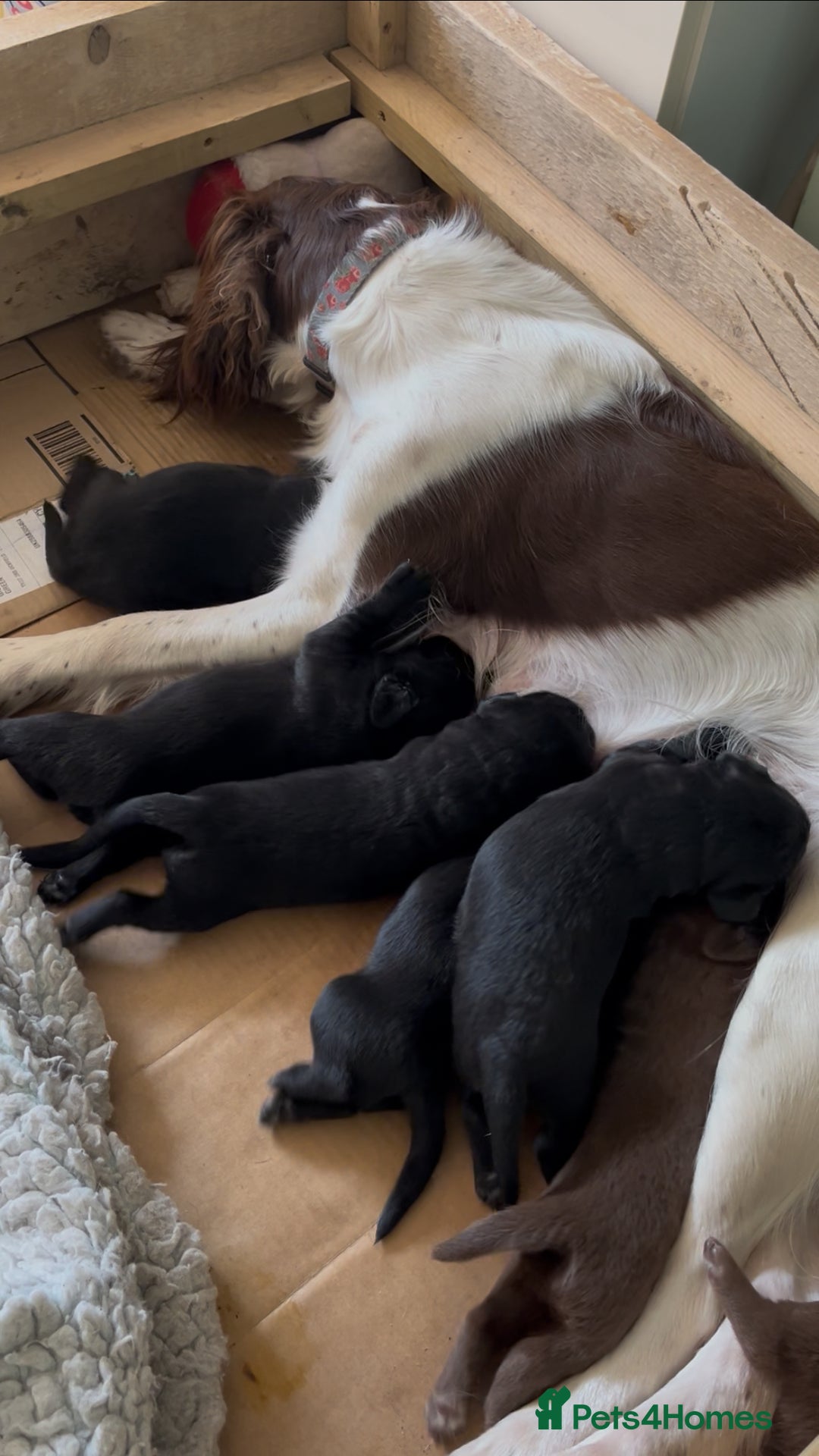 Springador dogs for sale: Beautiful springador puppies - Image 5