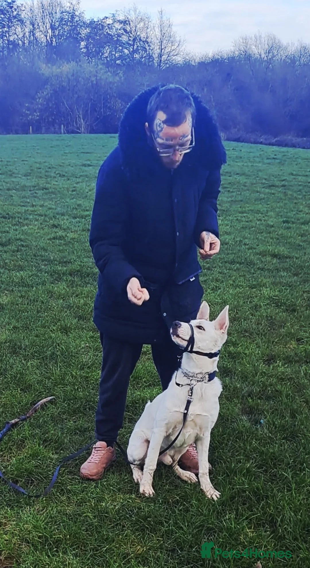 Mixed Breed dogs for sale: Shepherd x  mali 6 months - Advert 5