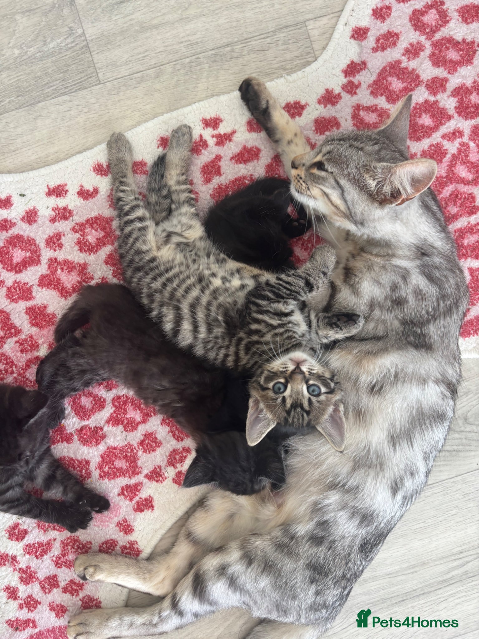 Bengal cats Bengal cross kittens  - Advert 3