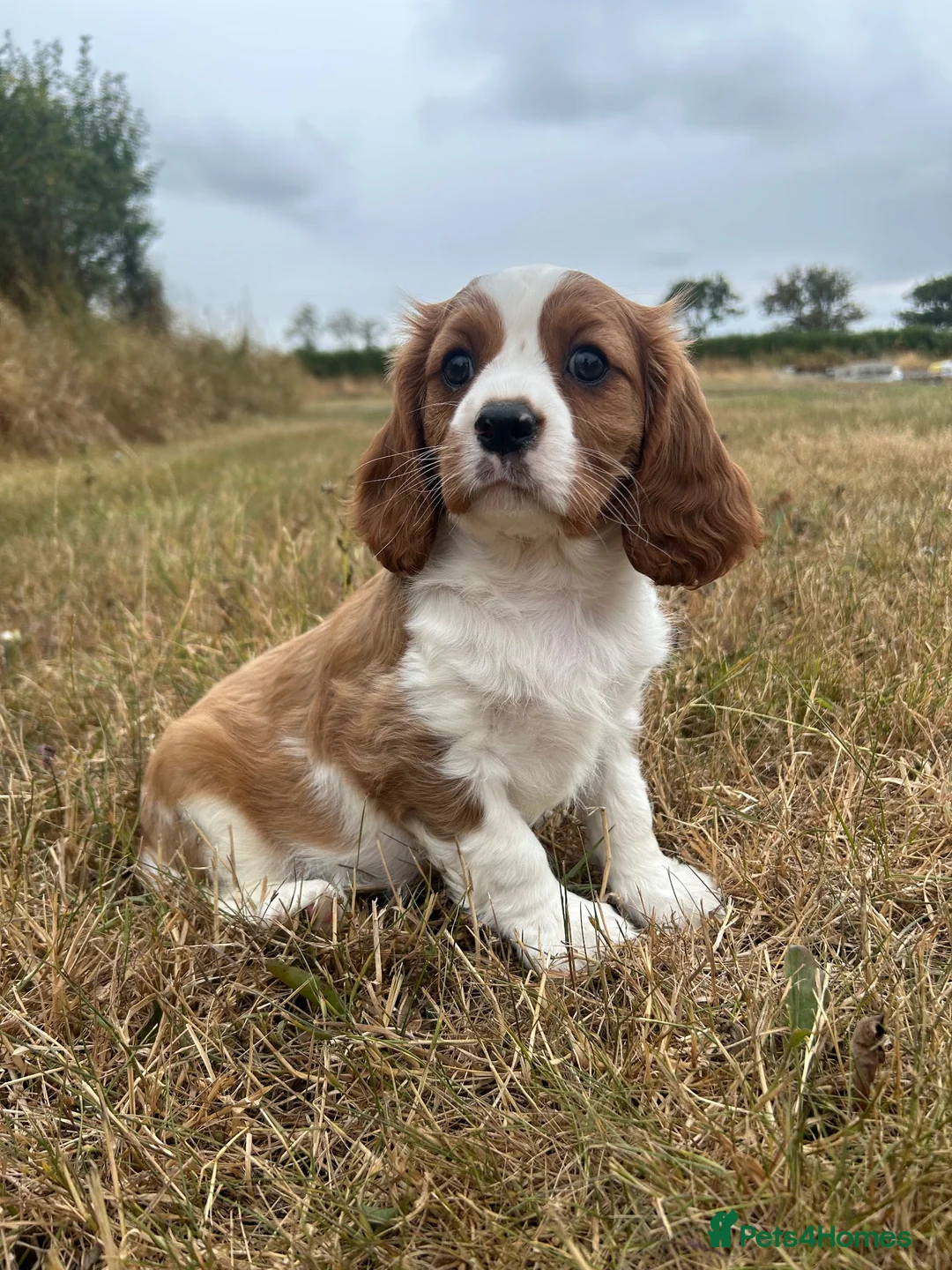 Cavalier King Charles Spaniel dogs for sale: Gorgeous female Cavalier - ready to go - Advert 3