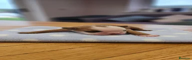 English Bulldog 6