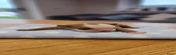 English Bulldog dogs for sale: KC English Bulldogs  - Advert 6