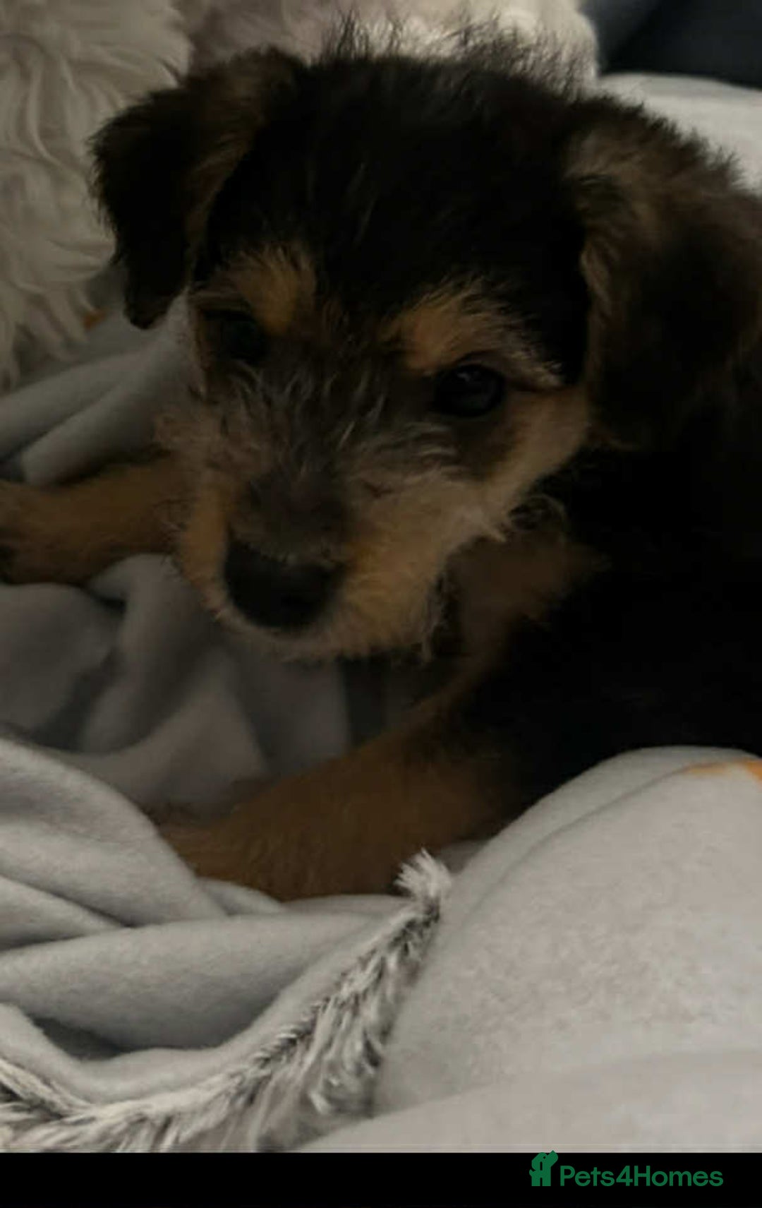 Jackapoo dogs for sale: 12 week old Jack-a-poo male puppy - Advert 2