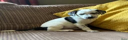 Mixed Breed dogs for sale: Dalmatian x collie puppies in Stone - Advert 9