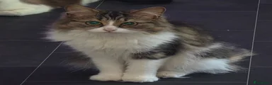 Fluffy Tabby Cat