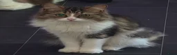 Mixed Breed cats for sale: 2 cats for sale - Advert 3
