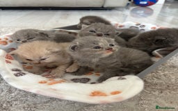 British Shorthair cats for sale: British Short Hair Kittens  - Image 2
