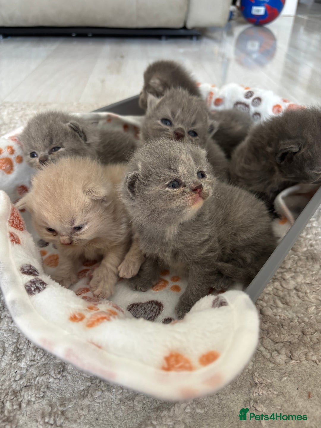 British Shorthair cats for sale: British Short Hair Kittens  - Image 2