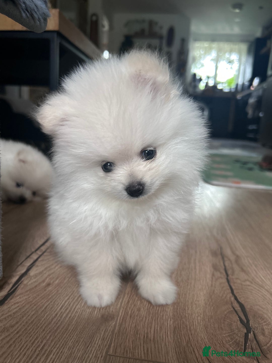 Pomeranian dogs for sale: Adorable White Teddy-Bear Pom Puppies! - Image 29