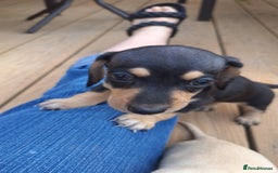 Dachshund dogs for sale: Miniature dachshund girls, cream & black and cream - Image 7