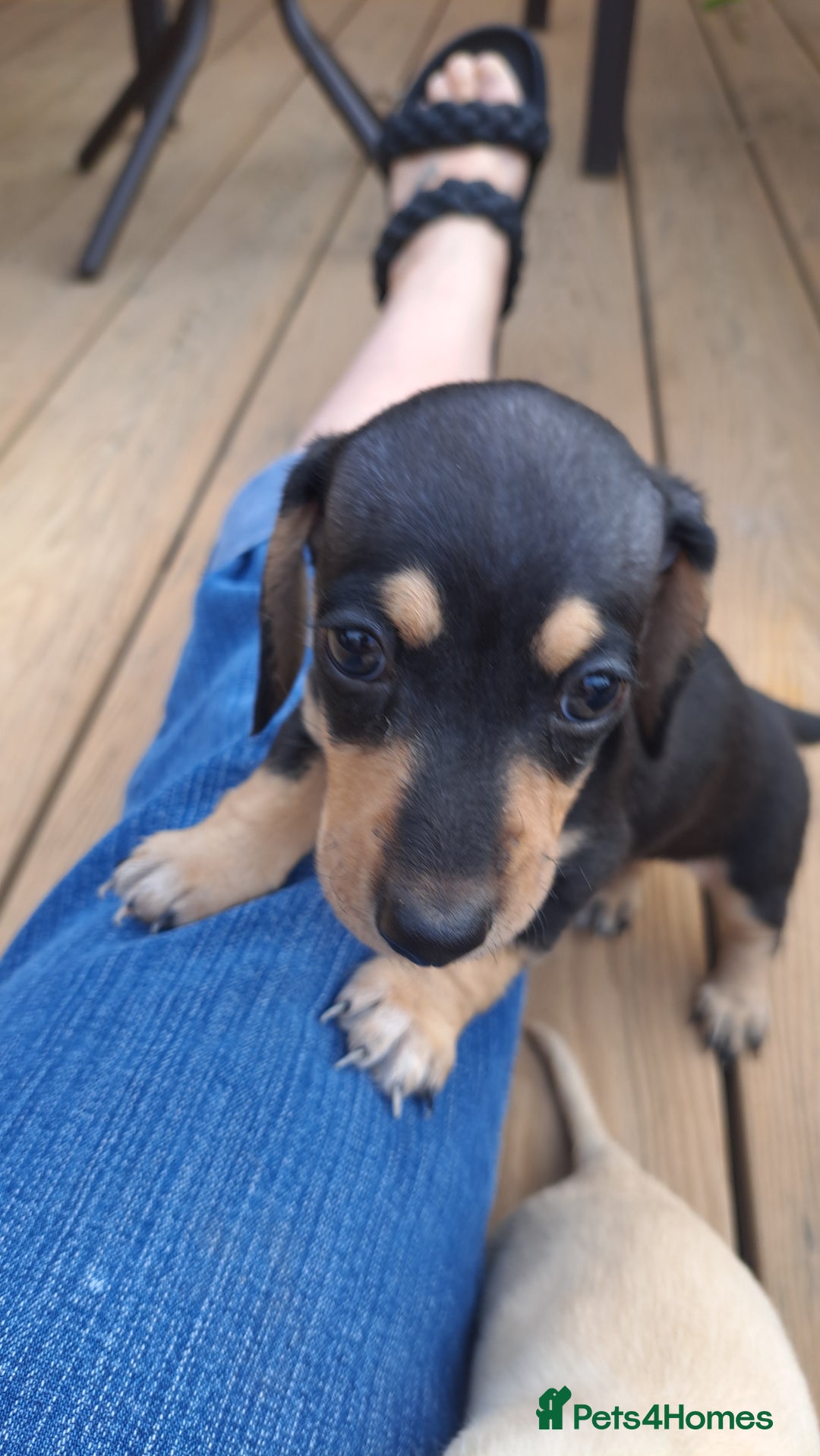 Dachshund dogs for sale: Miniature dachshund girls, cream & black and cream - Image 7