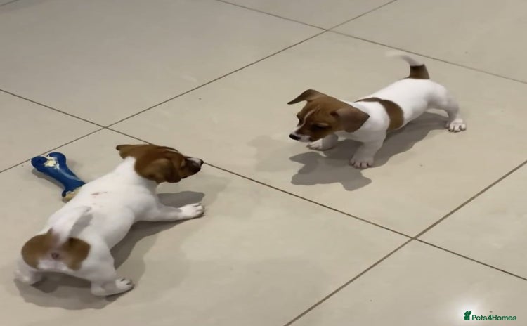 Jack Russell dogs PROPER JACK RUSSELL PUPPIES  - Advert 3