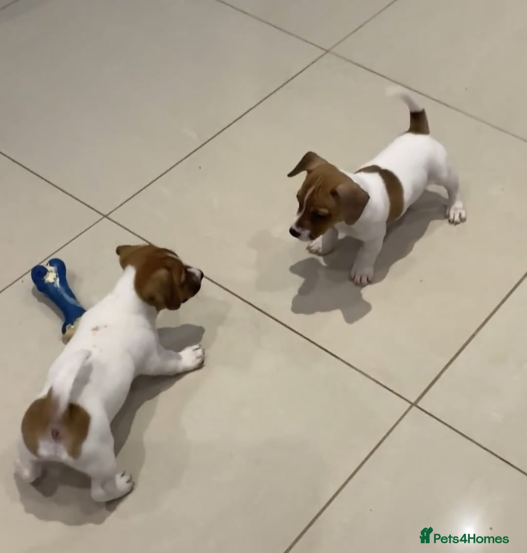 Jack Russell dogs for sale: PROPER JACK RUSSELL PUPPIES  - Advert 1