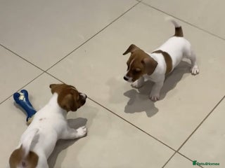 Jack Russell dogs PROPER JACK RUSSELL PUPPIES - Advert 2