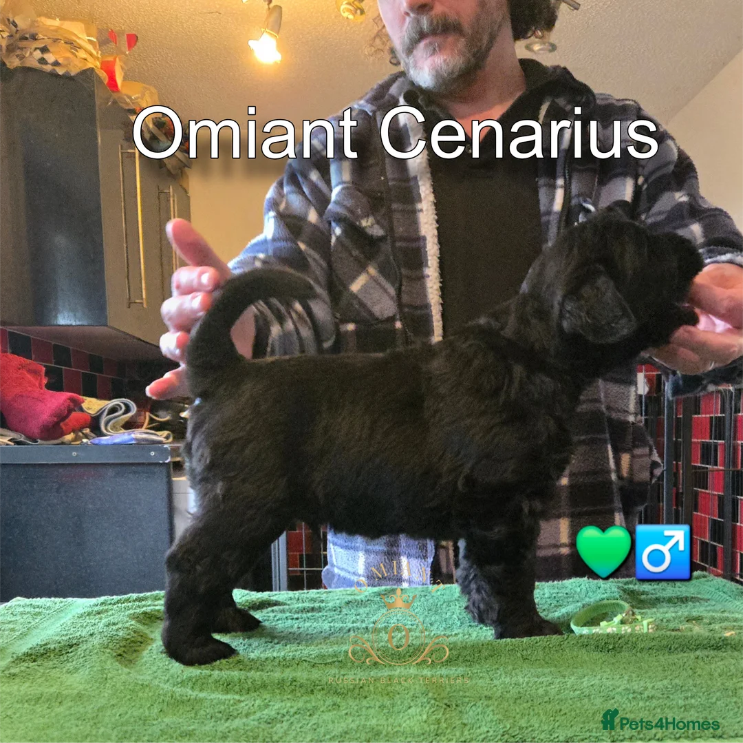 Russian Black Terrier dogs for sale: Russian Black Terrier puppies in Biggleswade - Advert 2