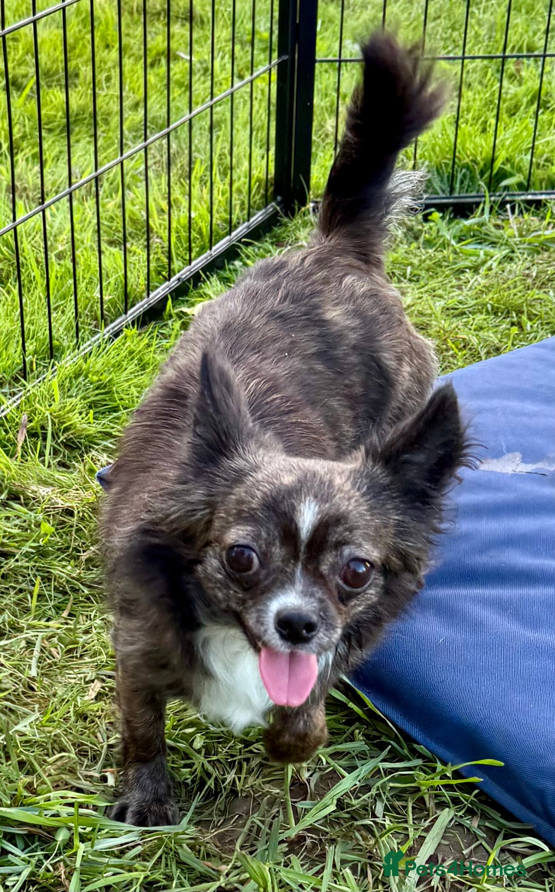 Chihuahua dogs for adoption: Tigra’s Story – Small Body, Brave Heart - Image 4