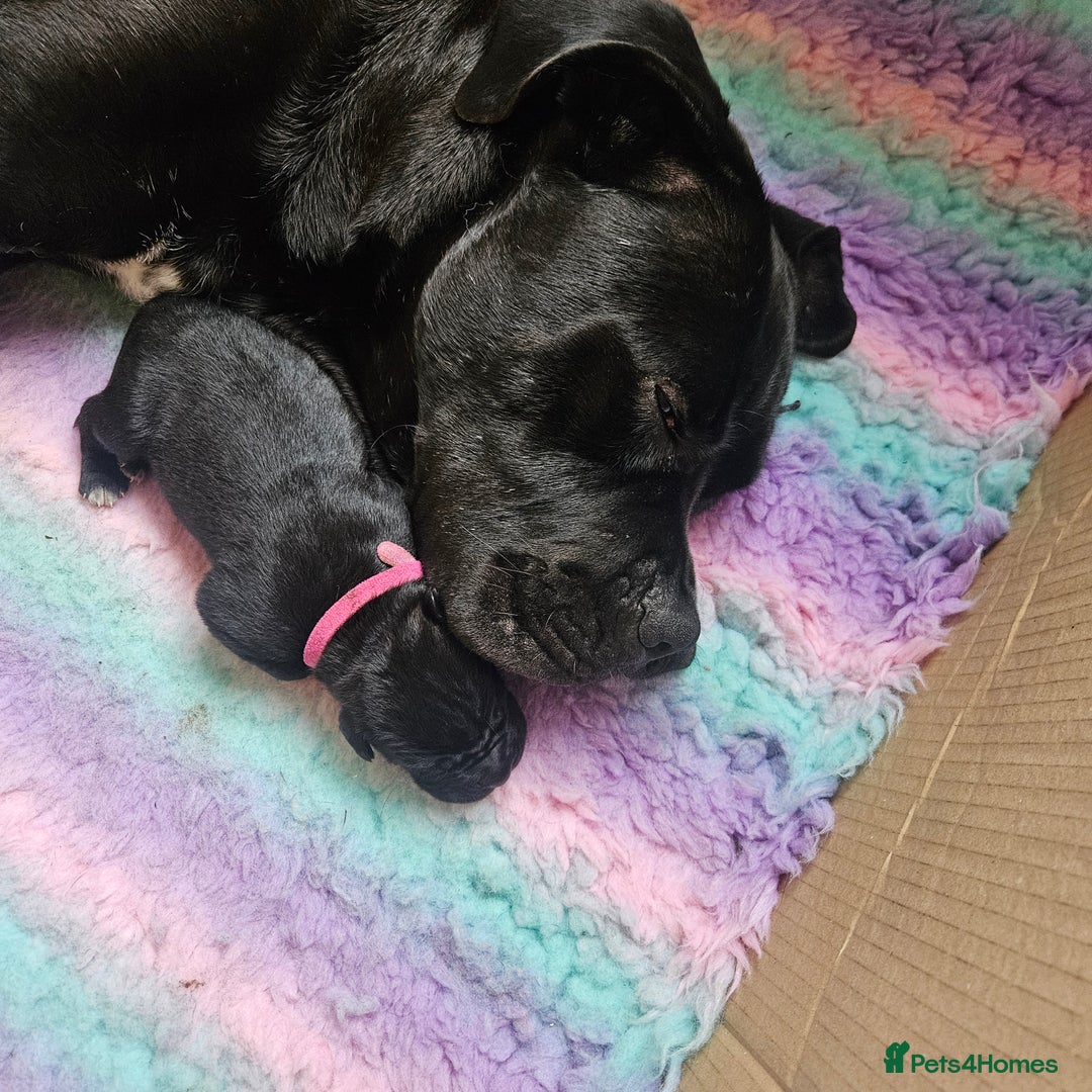 Cane Corso dogs for sale: Cane corsos  in Whitehaven - Image 18