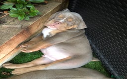 Olde English Bulldogge dogs for sale: 07496730941 : lilac tri Olde English Bulldogges - Image 9