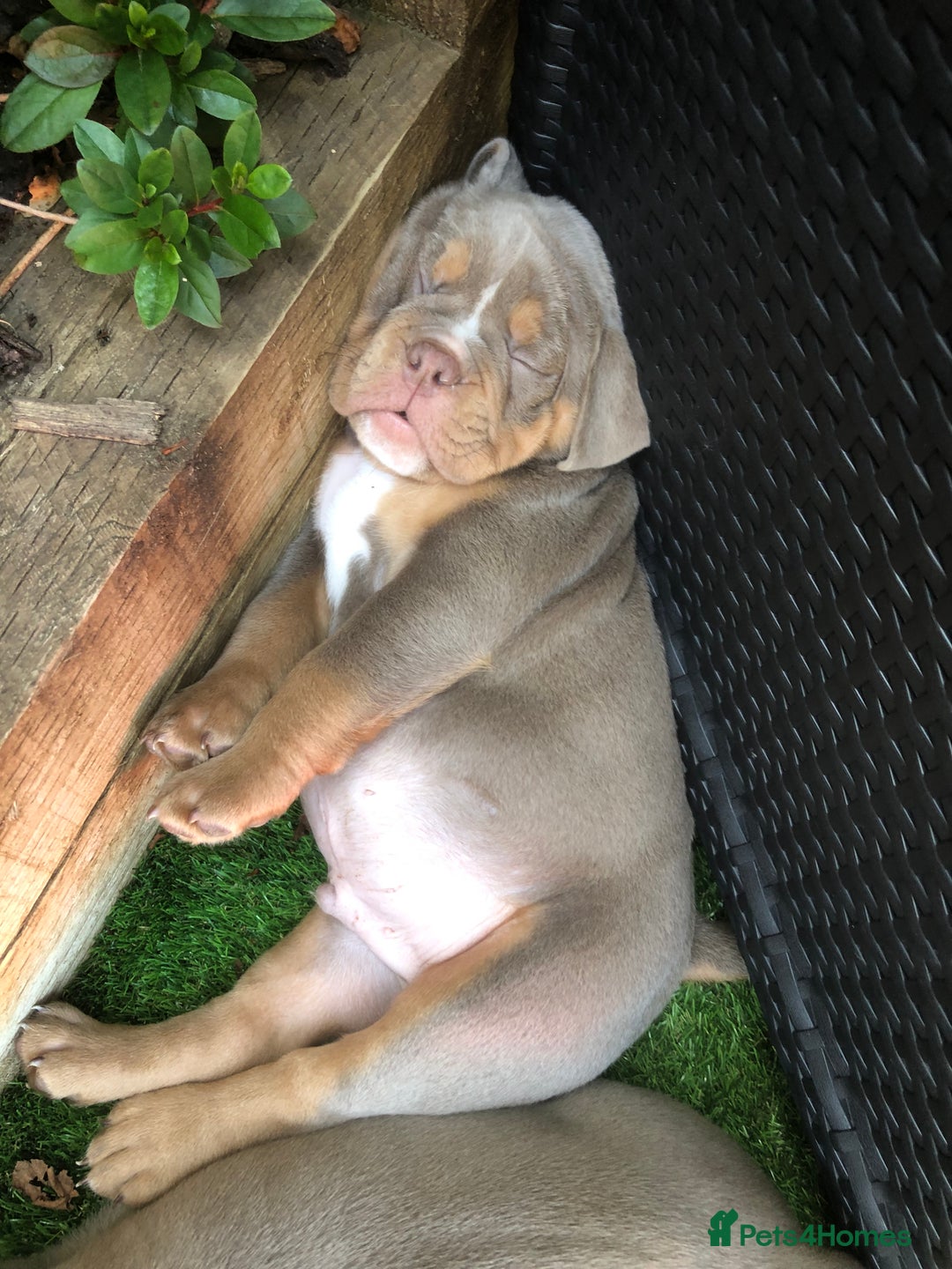 Olde English Bulldogge dogs for sale: 07496730941 : lilac tri Olde English Bulldogges - Image 9