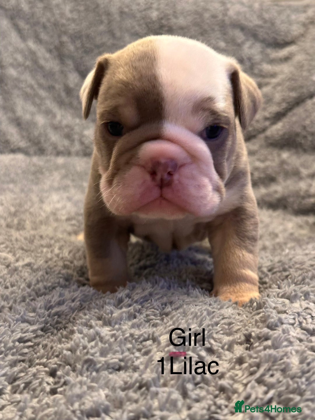 English Bulldog dogs for sale: QUALITY 5* ENGLISH BULLDOG PUPPIES - Advert 3