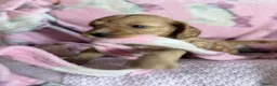 Cockapoo dogs for sale: Adorable Cockapoo Puppies in Keighley - Advert 10